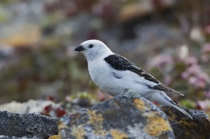 Framed Print : Snow Bunting