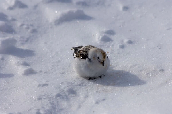 snow bunting, Plectrophenax nivalis, on the snow-covered tundra, National Petroleum Reserves