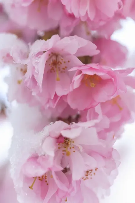 Framed Print : Snow on cherry blossoms, spring snowstorm, Portland, Oregon