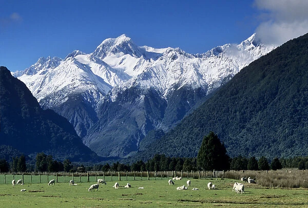 Snow-clad Mount Tasman rises above green sheep pastures from near the town of Fox