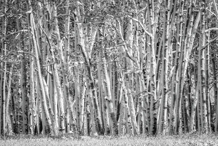 Framed Print : Snow clings to aspen tree trunks in Colorado Framed Print : Snow clings to aspen tree trunks in Colorado