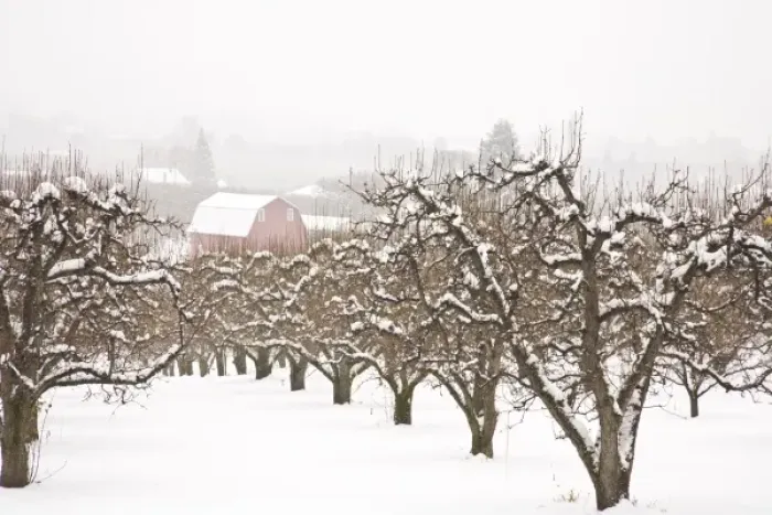 Framed Print : Snow covered Apple Trees and Barn near Hood River, Oregon, USA (RF) Framed Print : Snow covered Apple Trees and Barn near Hood River, Oregon, USA (RF)