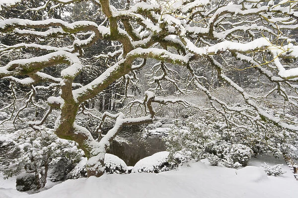 Snow-covered Japanese maple, Portland Japanese Garden, Oregon