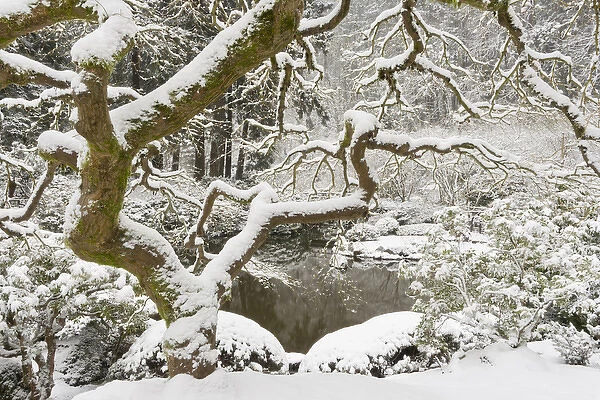 Snow-covered Japanese maple, Portland Japanese Garden, Oregon