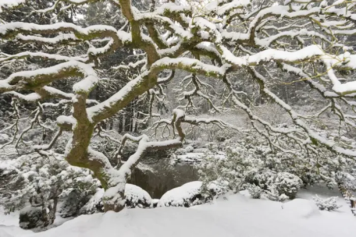 Framed Print : Snow-covered Japanese maple, Portland Japanese Garden, Oregon