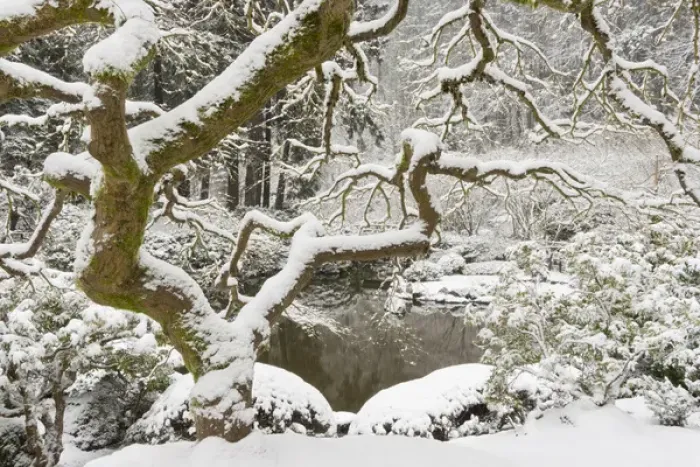 Framed Print : Snow-covered Japanese maple, Portland Japanese Garden, Oregon Framed Print : Snow-covered Japanese maple, Portland Japanese Garden, Oregon