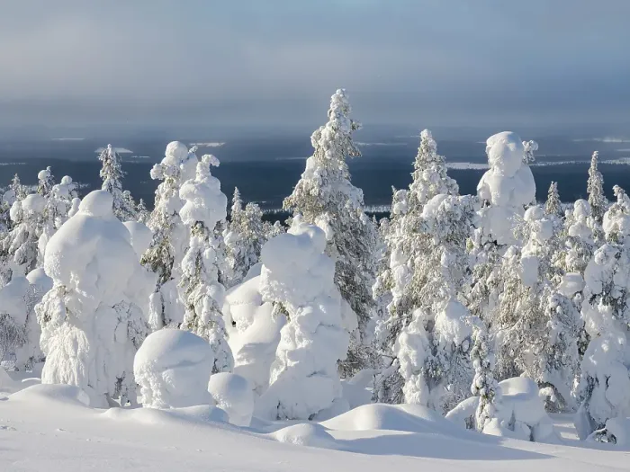 Framed Print : Snow covered mountain forest near Luosto. Landscape in the Pyha-Luosto National Park during winter in Lapland, Scandinavia, Finland Framed Print : Snow covered mountain forest near Luosto. Landscape in the Pyha-Luosto National Park during winter in Lapland, Scandinavia, Finland