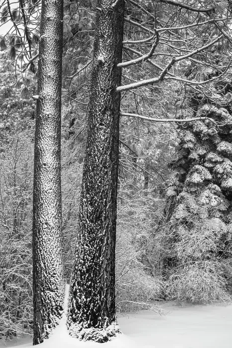 Framed Print : Snow covered pines, Green Valley Lake, California, USA