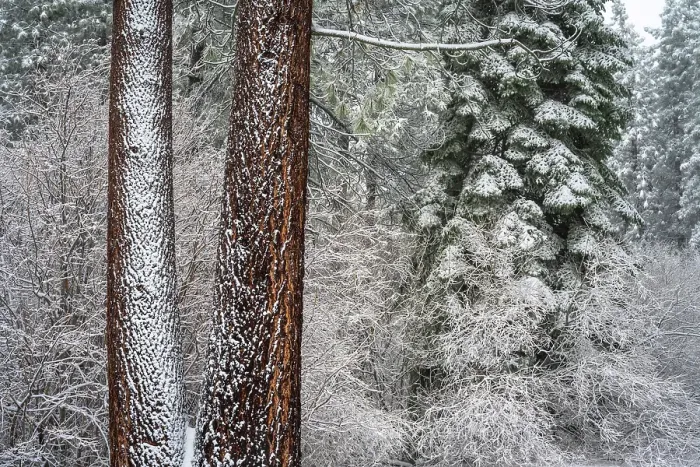 Framed Print : Snow covered pines, Green Valley Lake, California, USA Framed Print : Snow covered pines, Green Valley Lake, California, USA