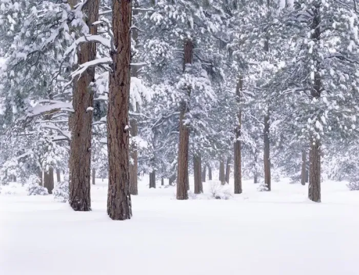 Framed Print : Snow covered Ponderosa forest on the South Rim of the Grand Canyon Nat l Park, AZ