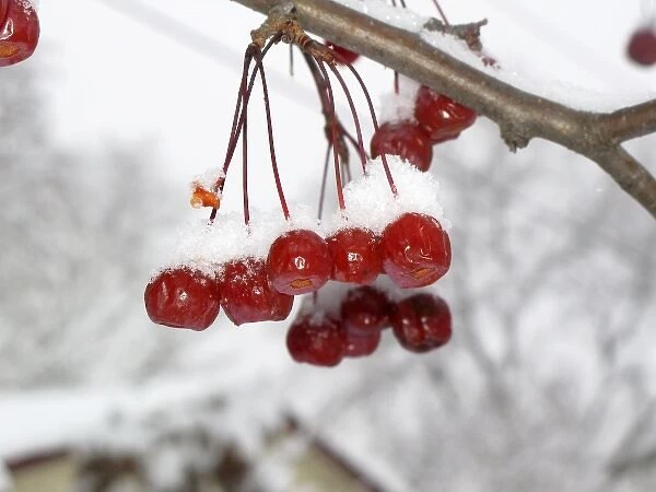 Snow covered red crabapples hanging in tree