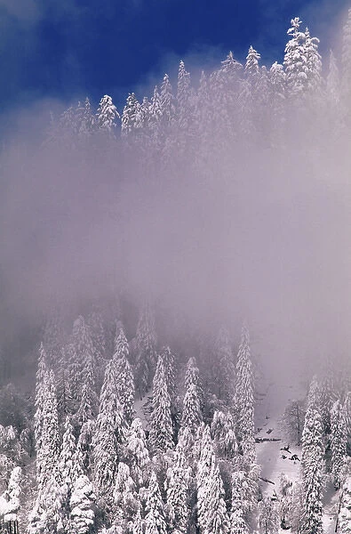 Snow covered Spruce trees, Switzerland, December 1996