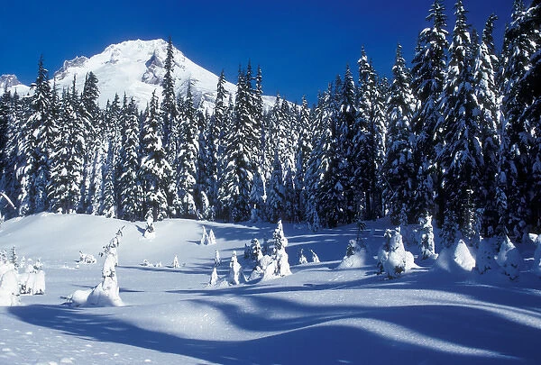 Snow covered trees and moguls at the foot of Mt. Hood, Oregon Cascades