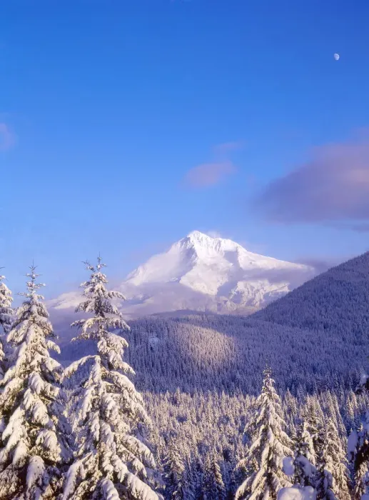 Framed Print : Snow-covered trees, Mt. Hood (highest point in Oregon), Mt. Hood National Forest, Oregon