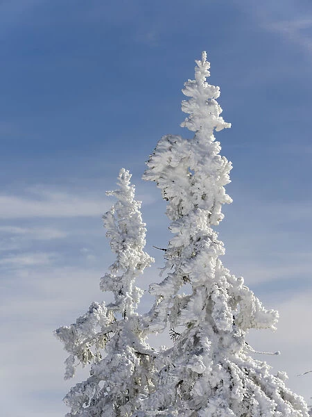 Snow-covered trees at the peak of Mount Lusen. Winter at Mount Lusen in National Park