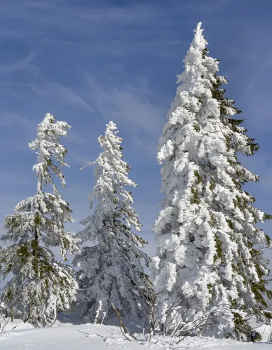 Framed Print : Snow-covered trees at the peak of Mount Lusen. Winter at Mount Lusen in National Park