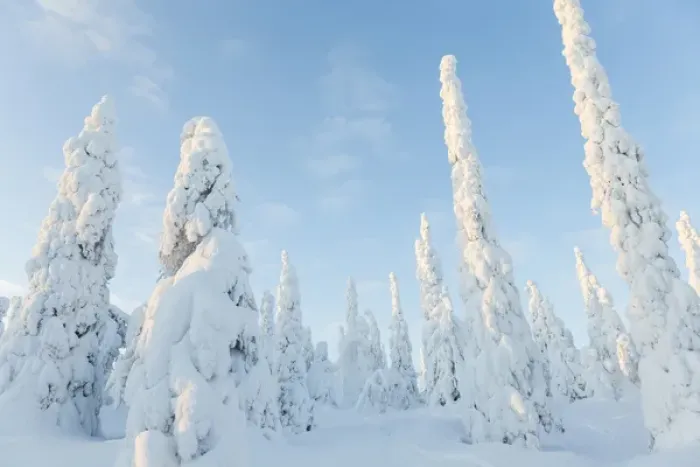 Framed Print : Snow covered trees, Riisitunturi National Park, Lapland, Finland