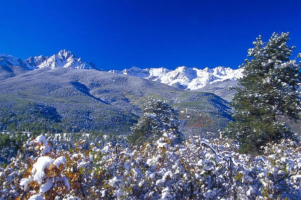 Snow covered trees and the Sneffels Wilderness Range