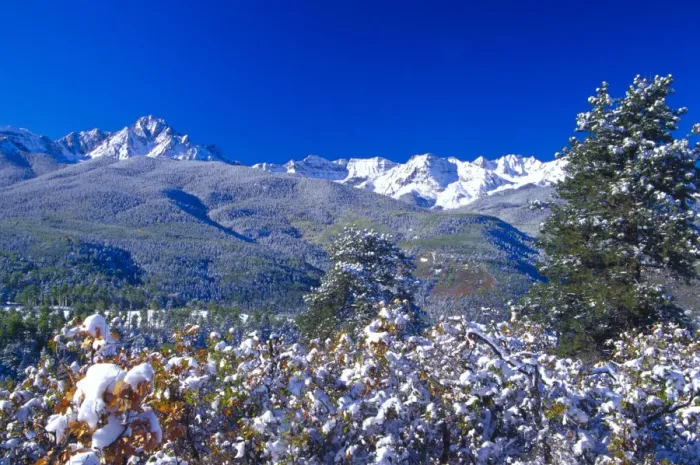 Framed Print : Snow covered trees and the Sneffels Wilderness Range Framed Print : Snow covered trees and the Sneffels Wilderness Range