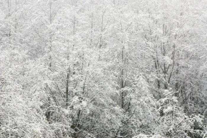 Framed Print : Snow-covered trees, Stanley Park, British Columbia