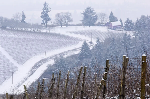 Snow covered view of the Red Hills from Knudsen vineyard looking towards Bella Vida vineyard