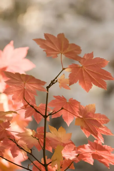 Framed Print : Snow-covered vine maple leaves, Lolo Pass, Mt. Hood Wilderness Area, Oregon, USA