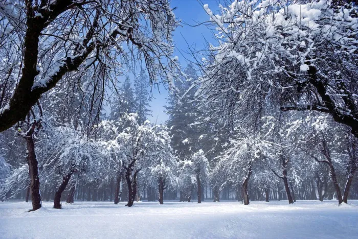 Framed Print : Snow dusted apple orchard and pines, Yosemite Valley, Yosemite National Park, California, USA Framed Print : Snow dusted apple orchard and pines, Yosemite Valley, Yosemite National Park, California, USA