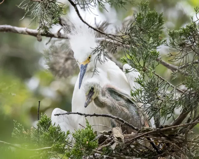 Framed Print : Snow egret nesting with chick Framed Print : Snow egret nesting with chick