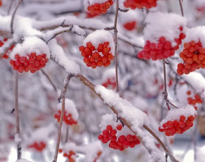 Framed Print : Snow on European Mountain Ash Berries, Utah