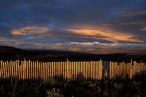 snow fence in the midnight sun, Demster highway, Yukon Territory, Canada