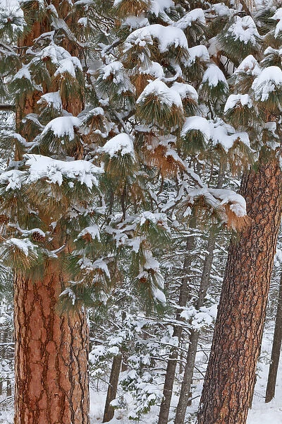 Snow fills the boughs of ponderosa pine trees at Flathead Lake State Park, Montana, USA