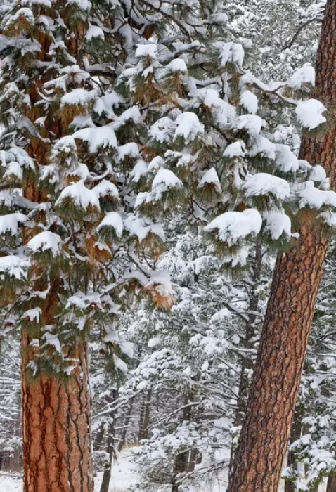Framed Print : Snow fills the boughs of ponderosa pine trees at Flathead Lake State Park, Montana, USA Framed Print : Snow fills the boughs of ponderosa pine trees at Flathead Lake State Park, Montana, USA