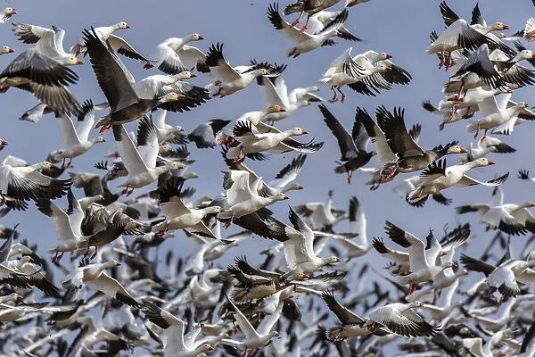 Snow Geese (Anser caerulescens) in flight, Marion County, Illinois