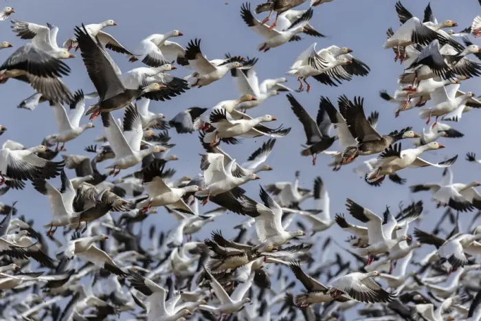 Framed Print : Snow Geese (Anser caerulescens) in flight, Marion County, Illinois Framed Print : Snow Geese (Anser caerulescens) in flight, Marion County, Illinois