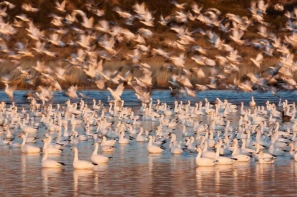 Snow geese, Bosque Del Apache National Wildlife Refuge, New Mexico, USA