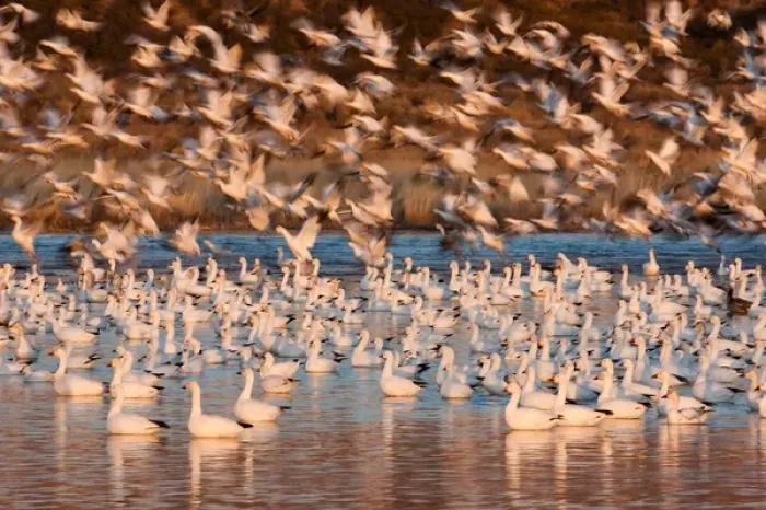Framed Print : Snow geese, Bosque Del Apache National Wildlife Refuge, New Mexico, USA Framed Print : Snow geese, Bosque Del Apache National Wildlife Refuge, New Mexico, USA