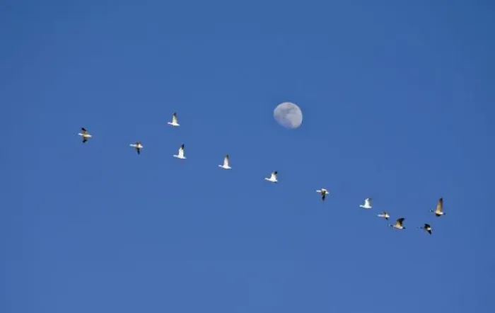Framed Print : Snow geese and Canadian geese take flight at Freezeout Lake NWR on the Rocky Mountain Framed Print : Snow geese and Canadian geese take flight at Freezeout Lake NWR on the Rocky Mountain