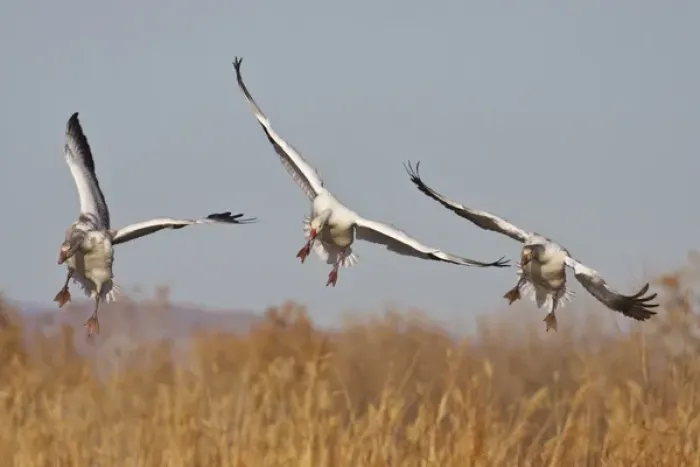 Framed Print : Snow Geese (Chen caerulescens) in flight