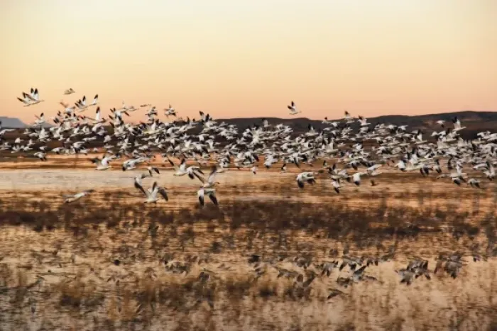 Framed Print : Snow Geese (Chen caerulescens) in flight at sunrise, Bosque del Apache National Wildlife Refuge Framed Print : Snow Geese (Chen caerulescens) in flight at sunrise, Bosque del Apache National Wildlife Refuge