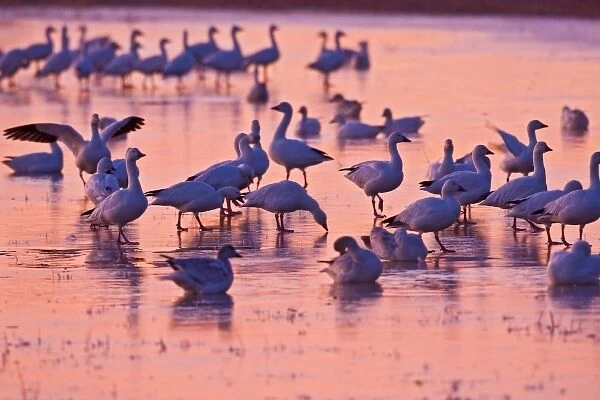 Snow Geese (Chen caerulescens) flock standing on ice in roost pond, Bosque del Apache