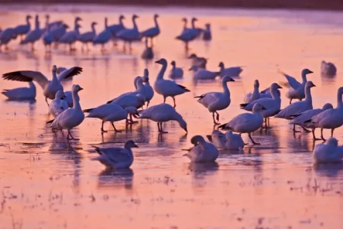 Framed Print : Snow Geese (Chen caerulescens) flock standing on ice in roost pond, Bosque del Apache