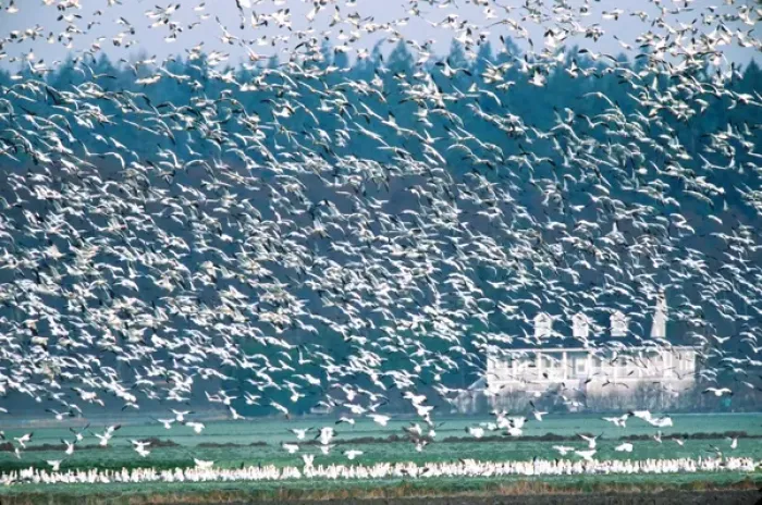 Framed Print : Snow Geese (Chen caerulescens) flying. USA, Washington State, Skagit Valley, Skagit Flats