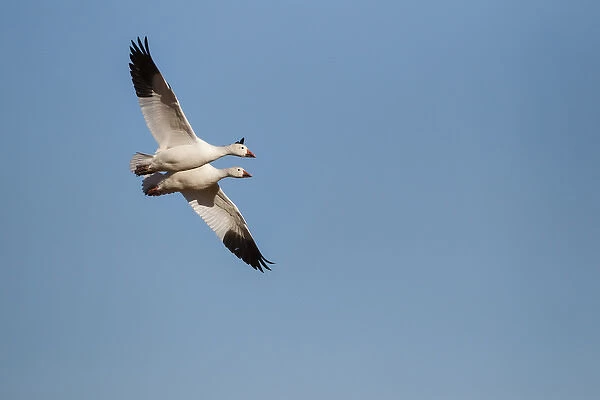 Snow Geese (Chen caerulescens) pair in flight
