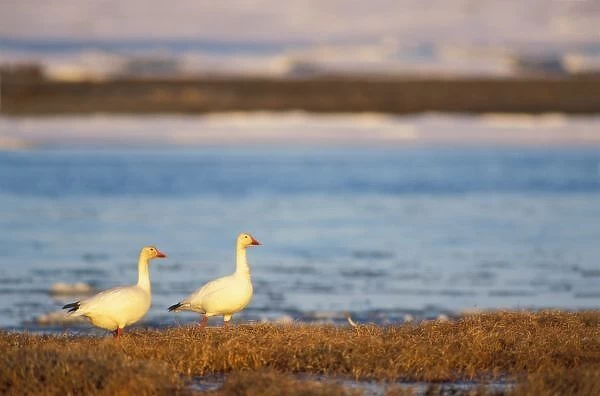 snow geese, Chen caerulescens, pair on a frozen pond along the coast of the central Arctic