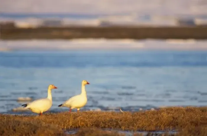 Framed Print : snow geese, Chen caerulescens, pair on a frozen pond along the coast of the central Arctic Framed Print : snow geese, Chen caerulescens, pair on a frozen pond along the coast of the central Arctic