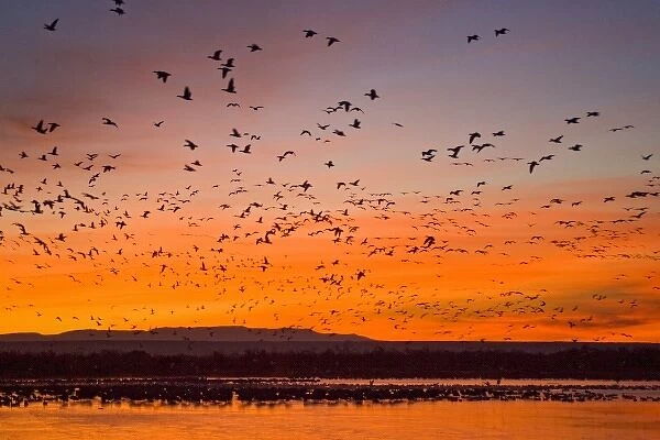 Snow Geese (Chen caerulescens) at sunrise, Bosque del Apache National Wildlife Refuge