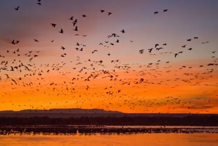 Framed Print : Snow Geese (Chen caerulescens) at sunrise, Bosque del Apache National Wildlife Refuge