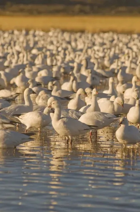 Framed Print : Snow geese, Chen caerulescens, wintering in New Mexico, take refuge from predators Framed Print : Snow geese, Chen caerulescens, wintering in New Mexico, take refuge from predators