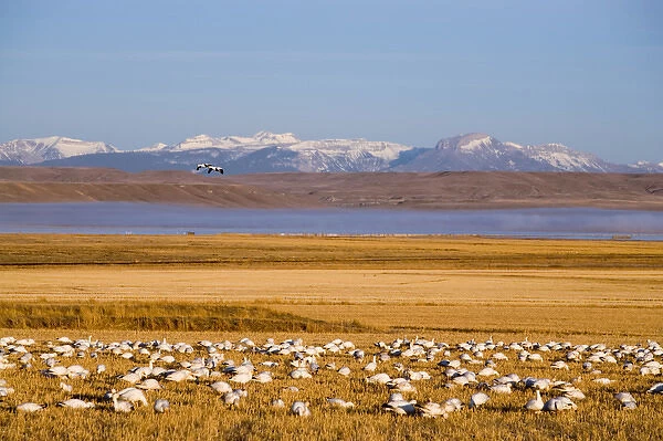 Snow geese feed in cut barley fields near Freezeout Lake NWR on the Rocky Mountain