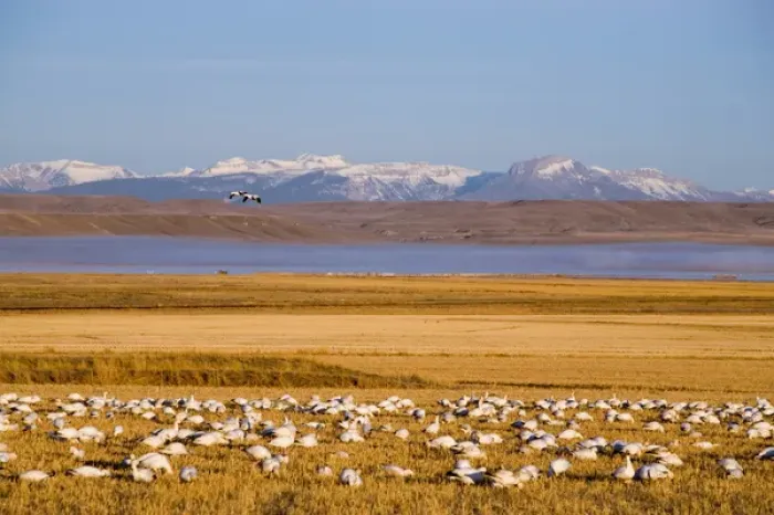 Framed Print : Snow geese feed in cut barley fields near Freezeout Lake NWR on the Rocky Mountain Framed Print : Snow geese feed in cut barley fields near Freezeout Lake NWR on the Rocky Mountain